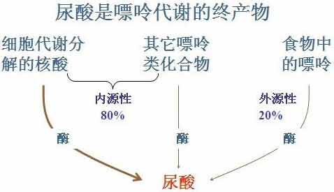 郑州痛风风湿病医院尿酸形成.jpg